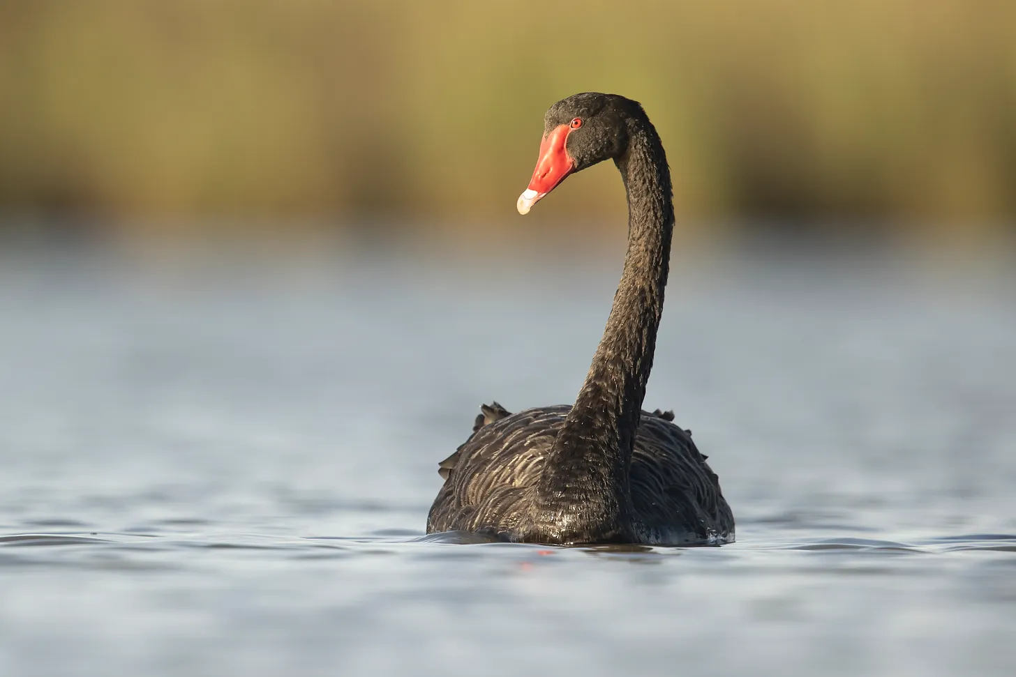 Black Swan in Australia